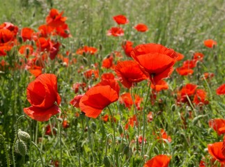 poppies on meadow