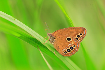 The False Ringlet butterfly (Coenonympha oedippus) in Japan 