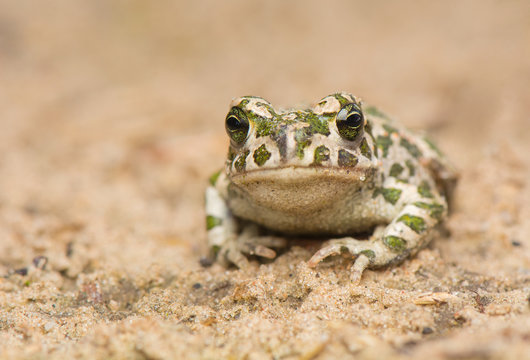 Toad - Bufotes viridis