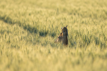 Chevreuil caché dans un champs de blé