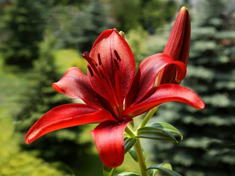 pretty red lily - Powered by Adobe
