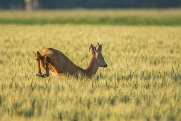 Chevreuil qui saute dans les champs