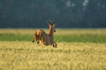 Brocard qui saute dans les champs