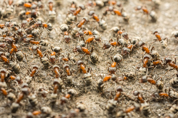 Ants Colony Looking For Food