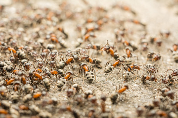 Ants Colony Looking For Food
