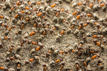 Sworm Ant Colony Searching For Food