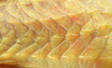 Fish scales background © evegenesis