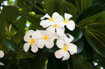 White plumeria