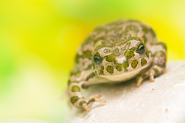 Toad - Bufotes viridis