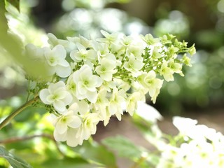 柏葉あじさい