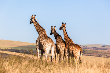 Obraz premium Giraffes Three Affections Touching Wildlife Animals