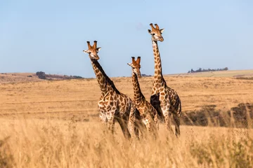 Crédence de cuisine en verre imprimé Girafe Three Giraffes Together Wildlife Animals