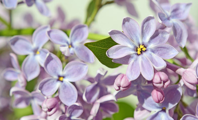 Lilac flowers close up in pastel colors