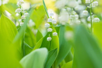 Wandcirkels aluminium Lily of the valley © T-Kai