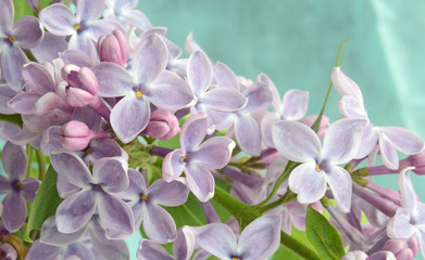 Lilac flower close up in pastel colors