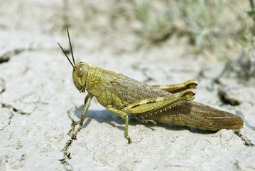 Locusta migratoria