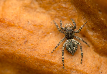 Jumping spider - Sitticus pubescens