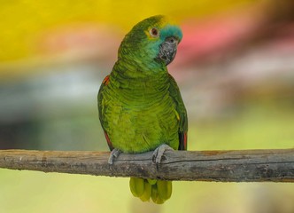 Green parrot on a branch, cut out