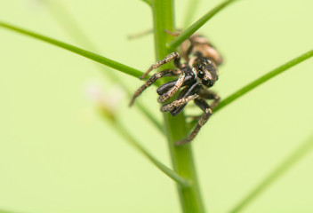 Jumping spider