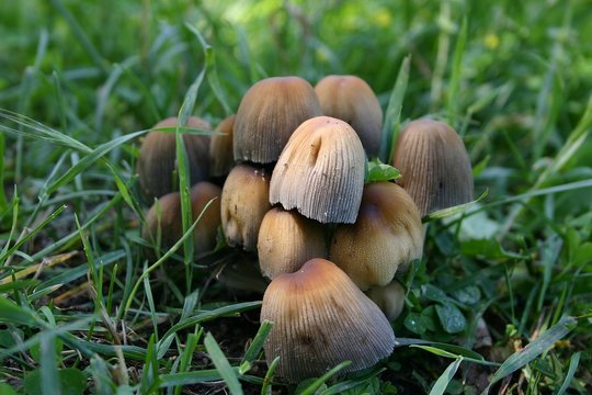 mushrooms on the forests ground