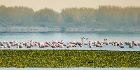 flock of flamingos in the lake landscape