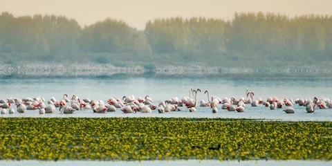 Fotobehang flock of flamingos in the lake landscape © todoryankov