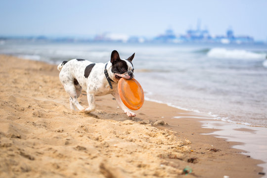 French bulldog playing on the beach at Baltic Sea