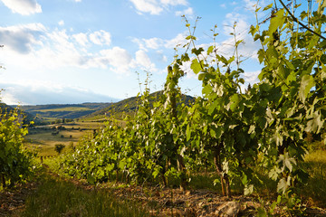 Fototapeta na wymiar Wine hills and vineyards in Tuscany, Italy