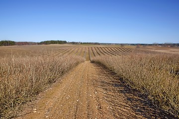 Plantation of redcurrants (Ribes rubrum), spring