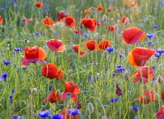 Fototapeta Polne maki pośród traw i kwiatów polnych obraz