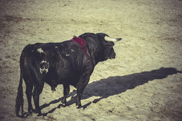 bullfight, traditional Spanish party where a matador fighting a