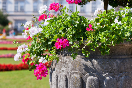 Bright heranium flowers in ancient stone pot