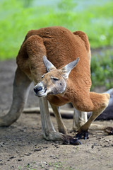 Kangaroo