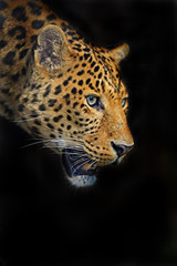 Fototapeta premium Leopard