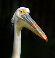 Pelican