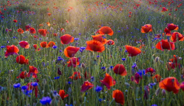 Fototapeta Polne maki pośród traw i kwiatów polnych