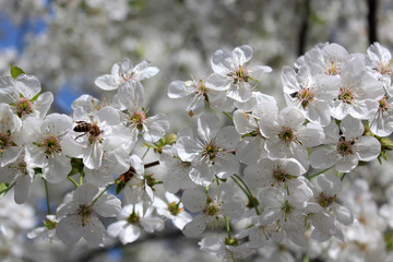 branch of blossoming cherry
