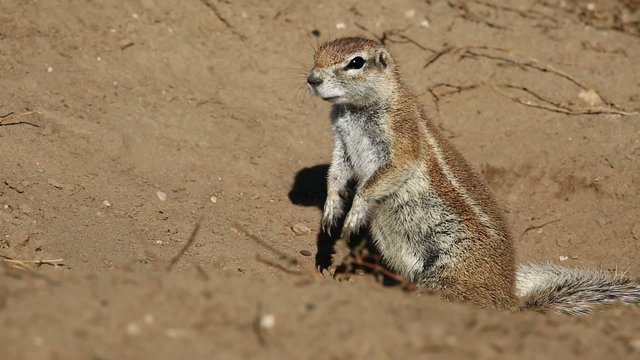 Alert African ground squirrel (Xerus inaurus)