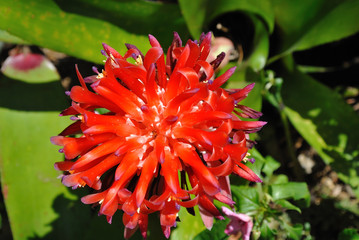 Red flower