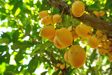 Fruits in Asia