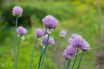 Obraz premium purple flowers