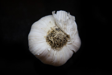 Garlic