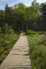 Obraz premium Path to Preikestolen 004