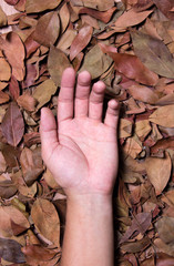 Hand on leaves background