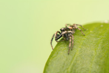 Jumping spider - Salticus scenicus