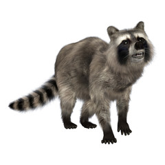Obraz premium Raccoon
