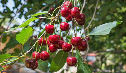 sour cherries