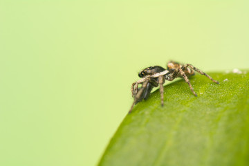 Jumping spider - Salticus scenicus