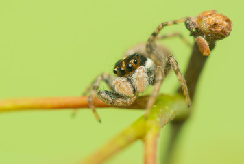 Jumping spider