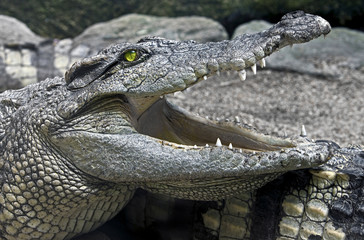Siam crocodile